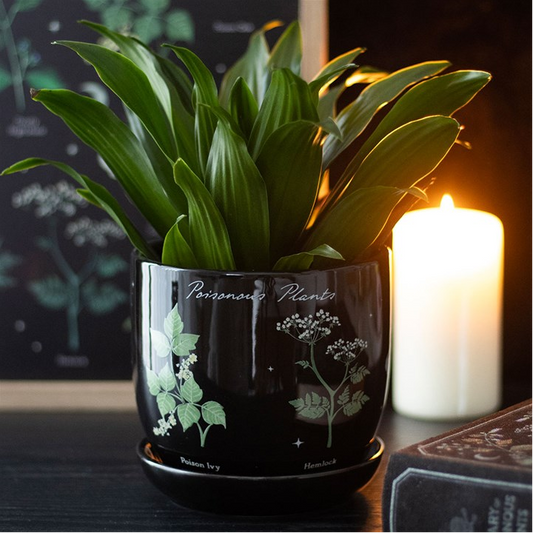 Poisonous Plants Plant Pot